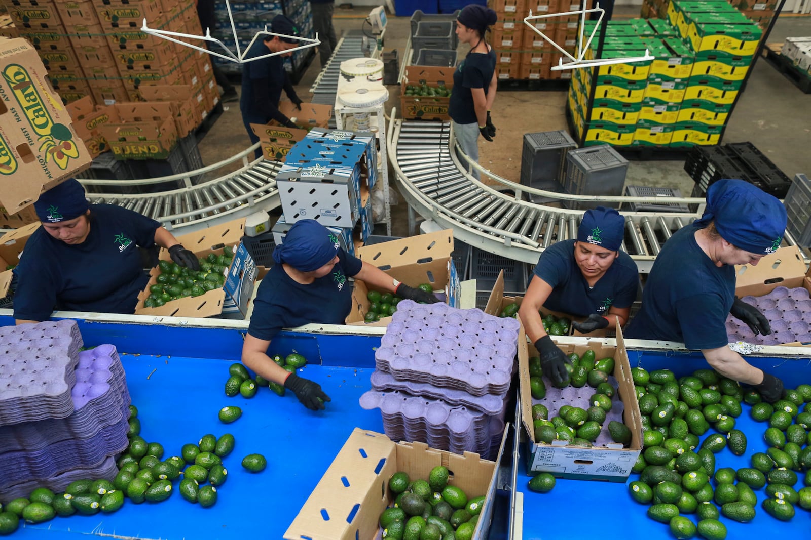 FILE - Workers sort avocados at a packing plant in Uruapan, Mexico, Nov. 27, 2024. (AP Photo/Armando Solis, File)