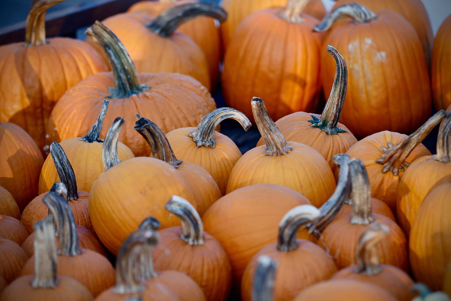 new carlisle halloween market