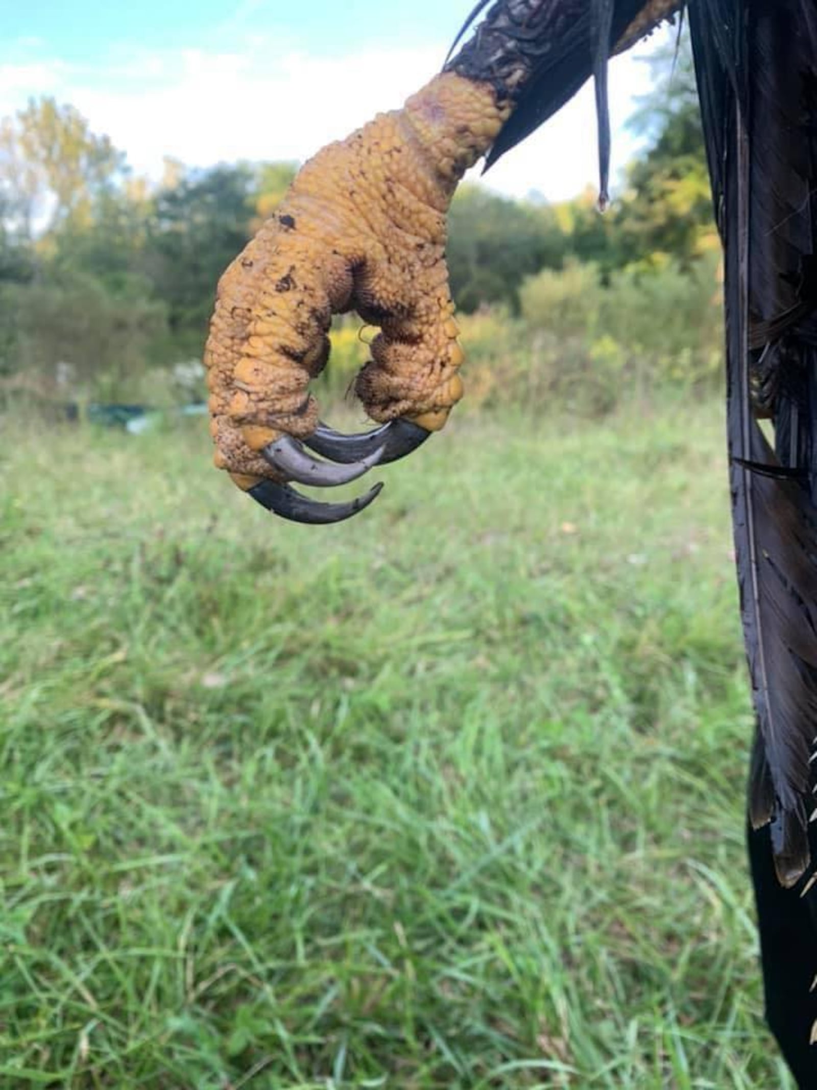 Greene County Parks and Trails Park Ranger Jason Smedley rescued a bald eagle from the pond of a private property in Greene County on Sunday.