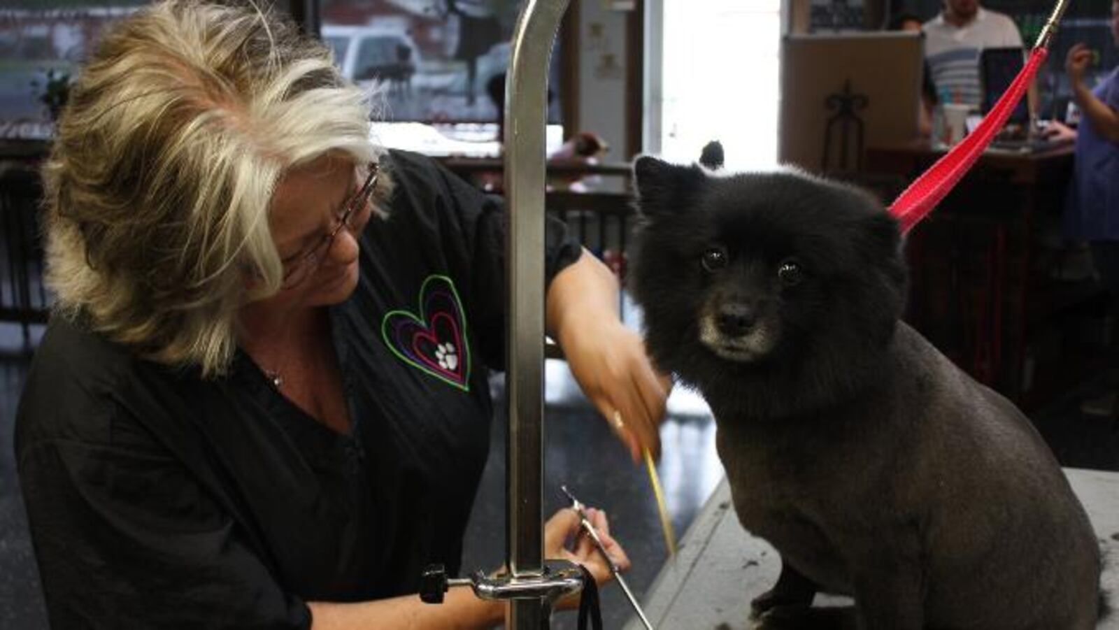 Tonya Akin, owner of Dog Gone Cute Grooming, works on a client’s dog. Akin said she has seen her business grow over the past decade as new people move to the city, but she stays out of local politics.