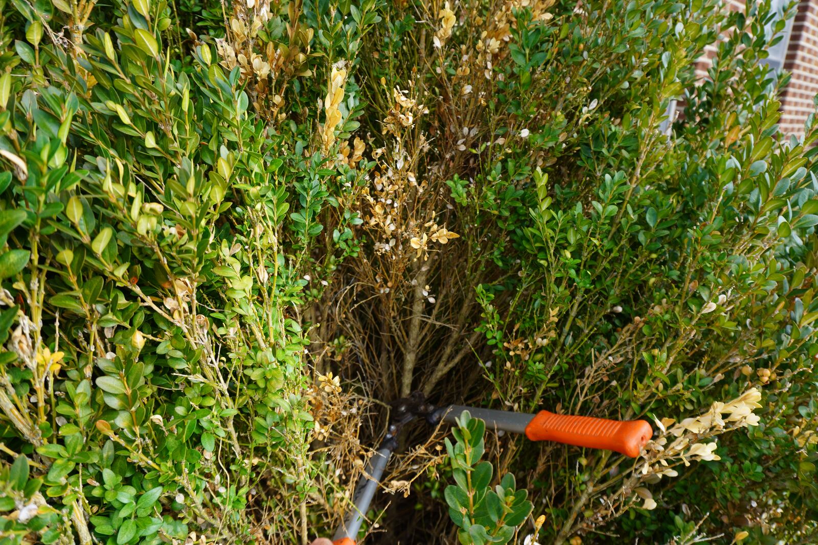 Remove the branch down into the plant, cutting at least four inches beyond the dead tissue.