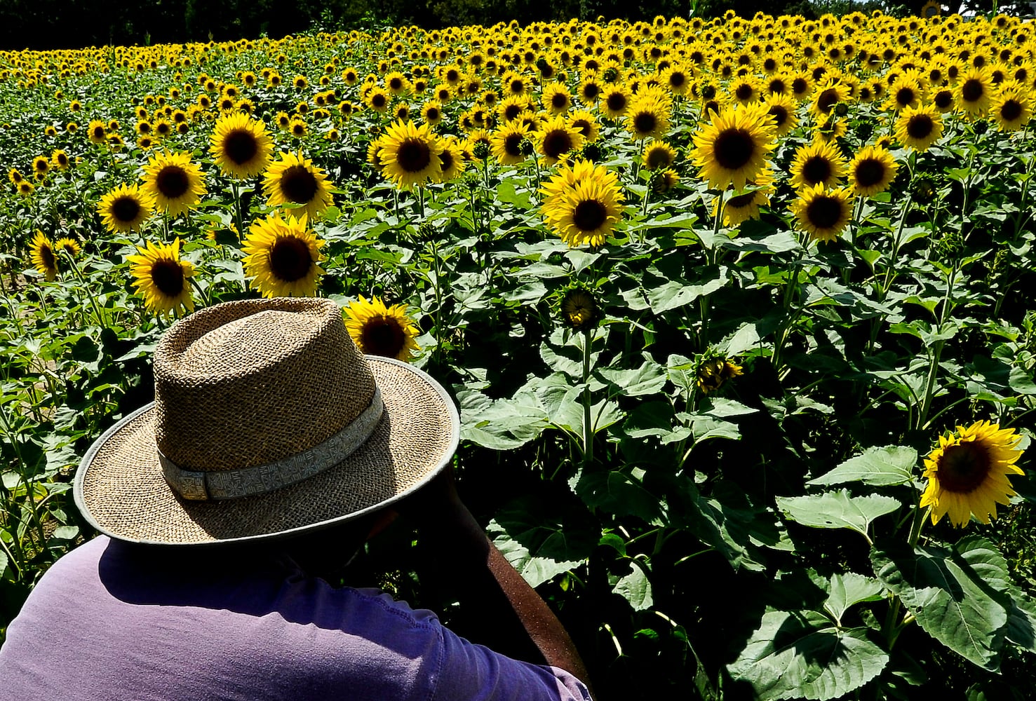 Yellow Springs Sunflowers