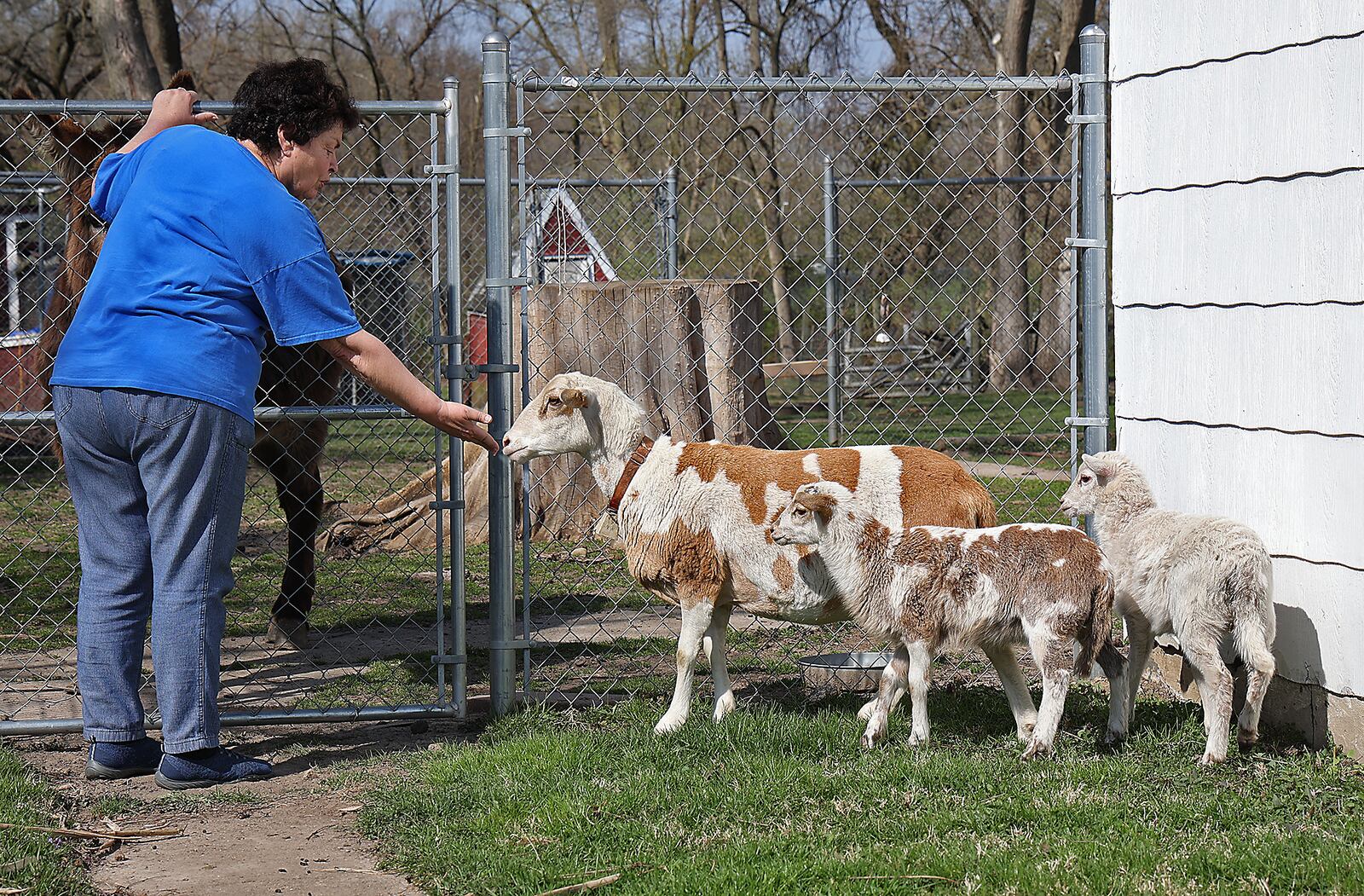 Sylvia Krupp with "Nepo" one of her sister, Beverly's, Dall sheep, and her lambs Tuesday. BILL LACKEY/STAFF