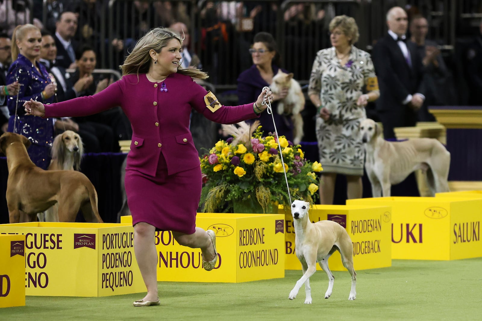 Bourbon, a Whippet dog breed, wins the Hound group during the 149th Westminster Kennel Club Dog show, Monday, Feb. 10, 2025, in New York. (AP Photo/Heather Khalifa)