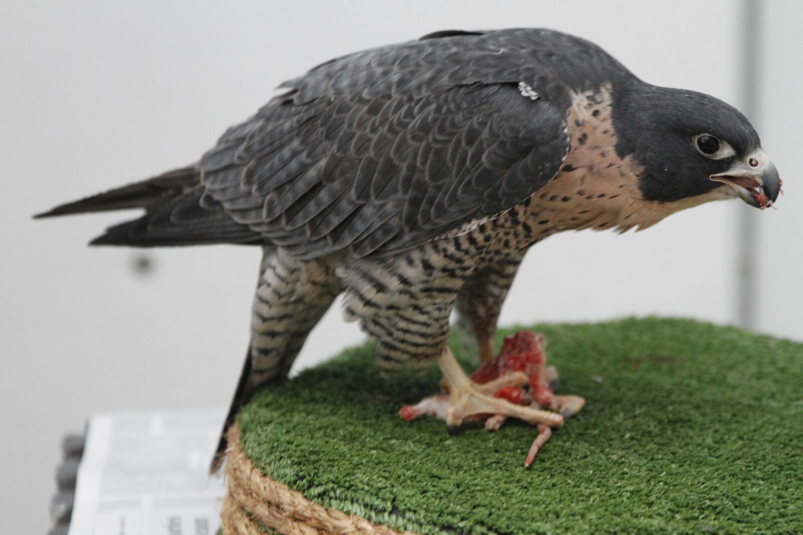 Breland, a peregrine falcon, eats a frozen rat at the Bird Treatment and Learning Center on Feb. 6, 2025, in Anchorage, Alaska. (AP Photo/Mark Thiessen)