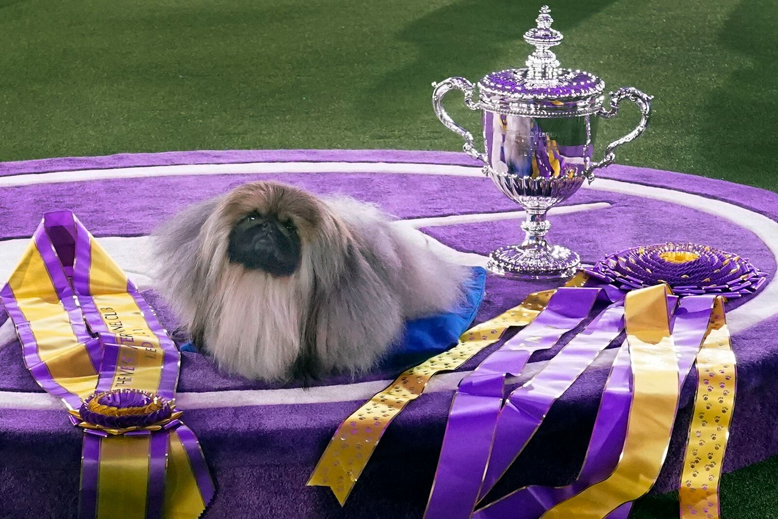 FILE — Wasabi, a Pekingese, rests on the winner's podium with its trophy and ribbons after winning Best in Show at the Westminster Kennel Club dog show, June 13, 2021, in Tarrytown, N.Y. (AP Photo/Kathy Willens, File)