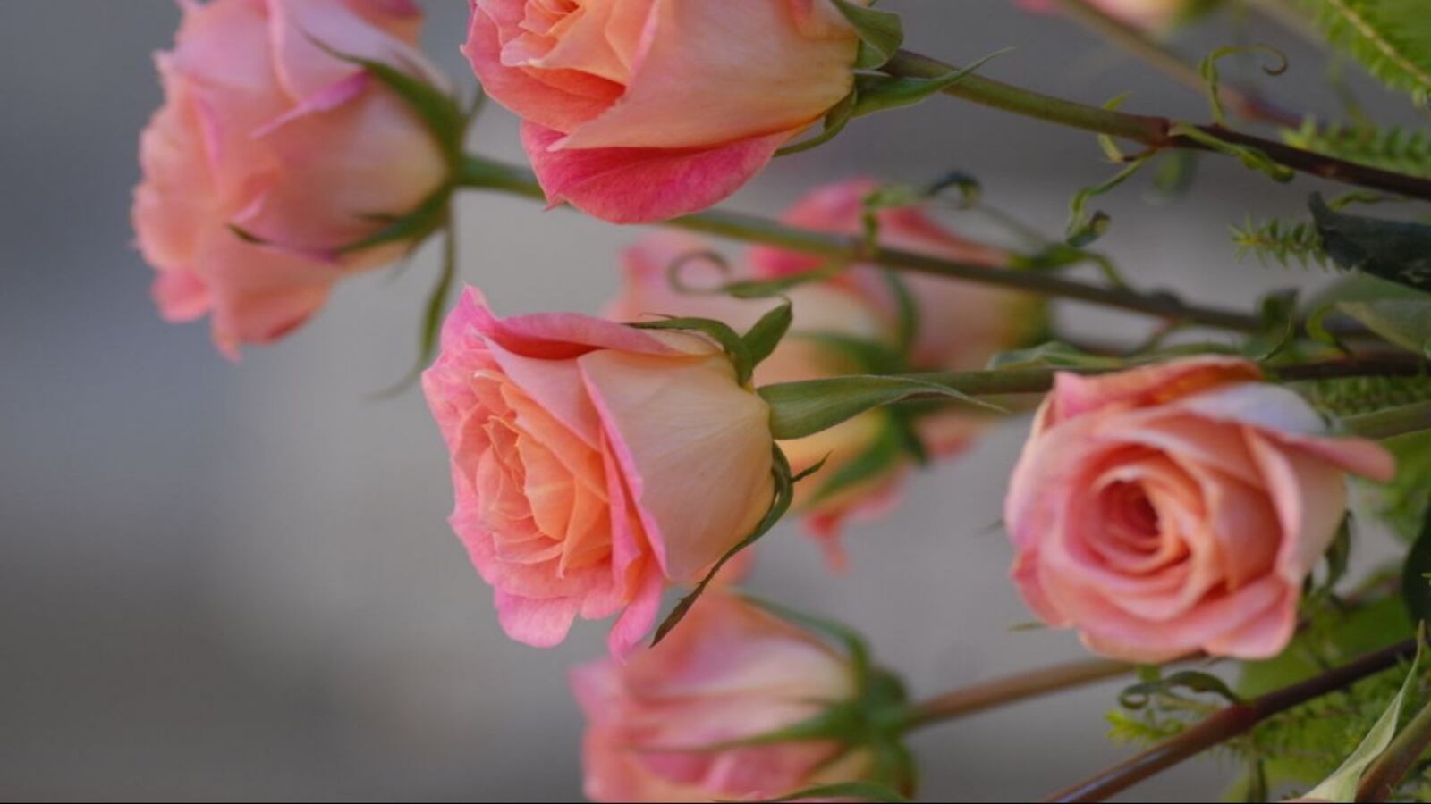 An arrangement of roses at Bouquet Boutique.