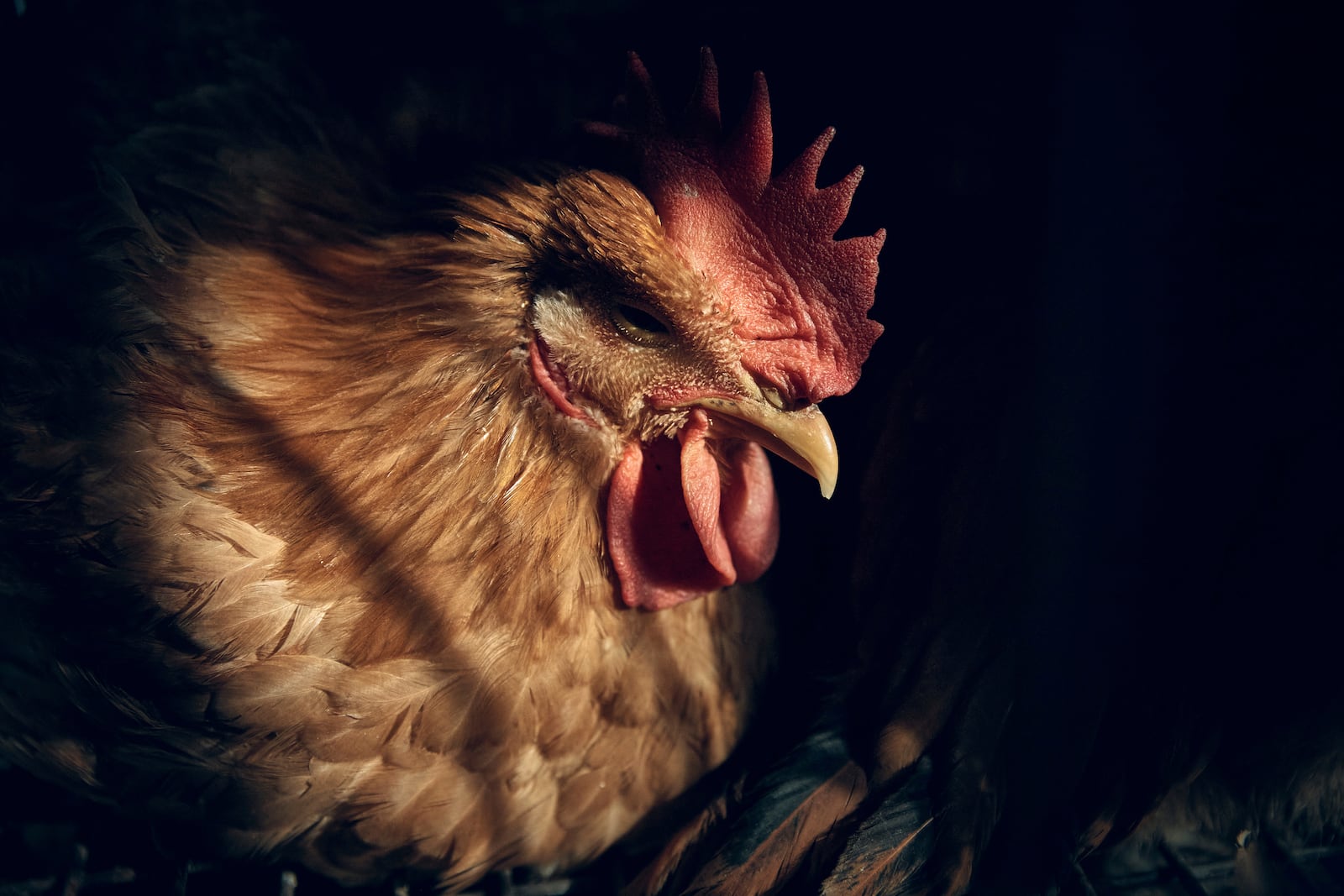 A chicken rests inside a cage as it waits to be slaughtered inside the La Granja Live Poultry Corp. store on Friday, Feb. 7, 2025, in New York. (AP Photo/Andres Kudacki)