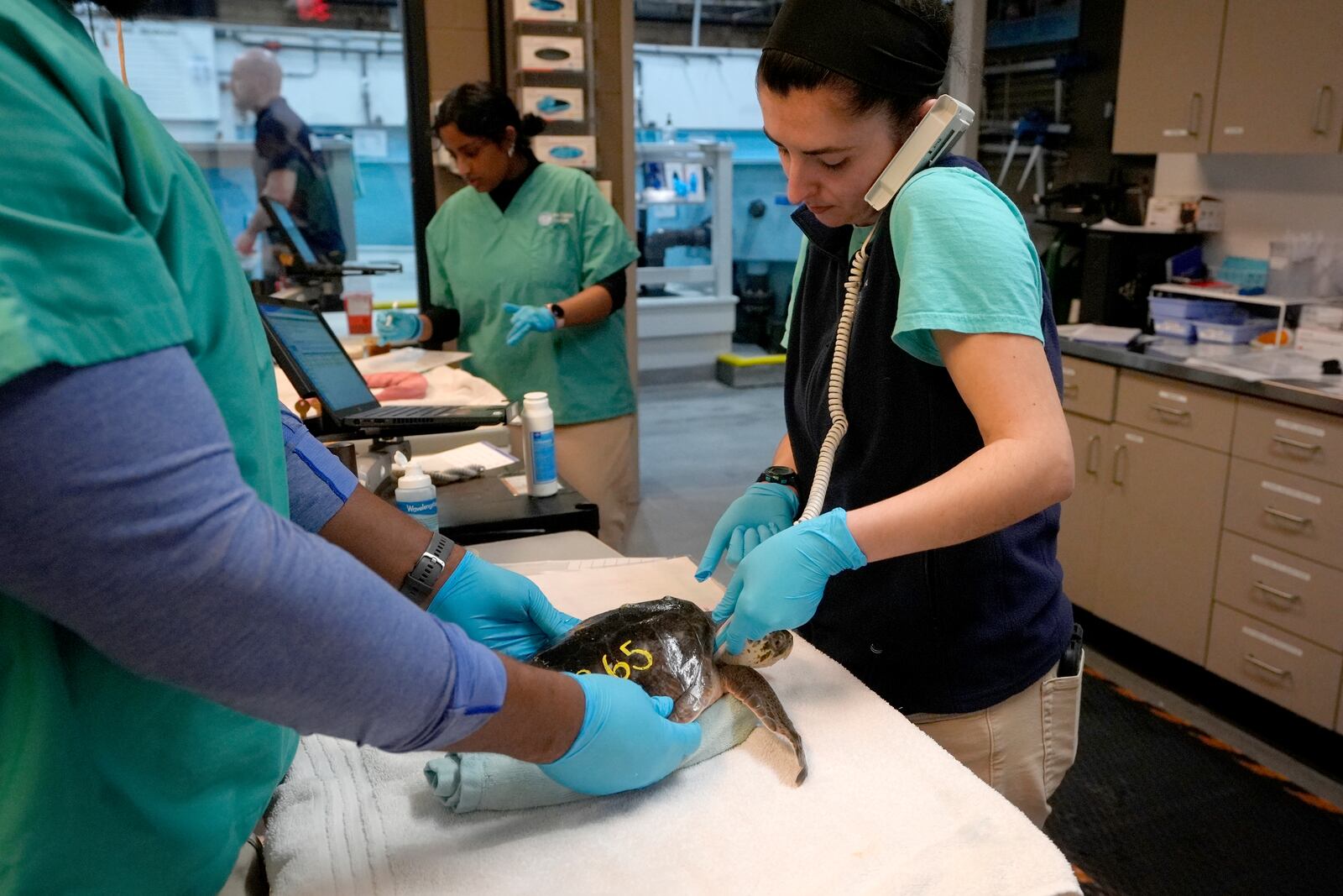 Biologist Sammi Chaves, right, listens to the pulse of a Kemp's ridley sea turtle at a New England Aquarium marine animal rehabilitation facility in Quincy, Mass., Tuesday, Dec. 3, 2024. (AP Photo/Steven Senne)