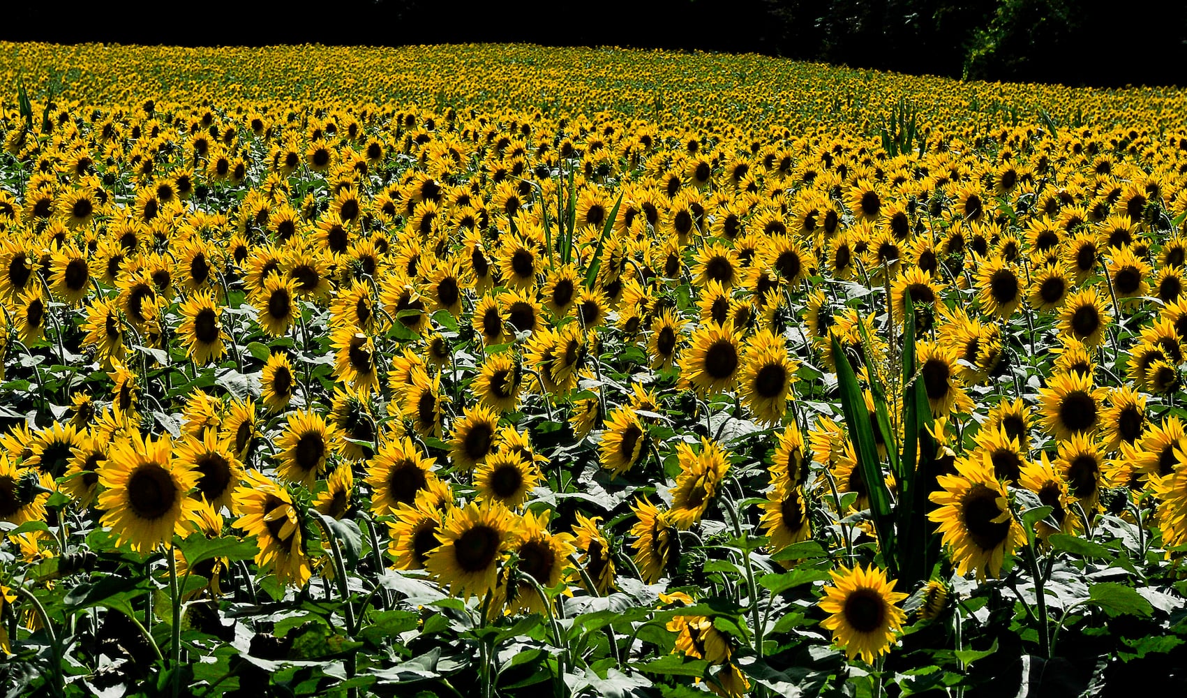 Yellow Springs Sunflowers