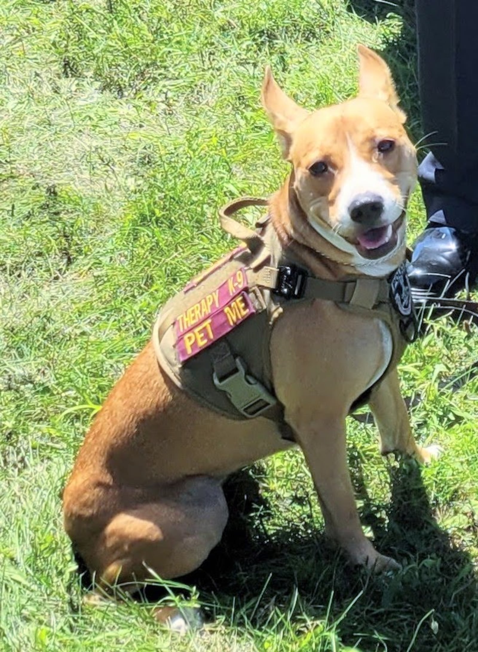 Penny, Central State University's therapy K-9 is competing to be the best K-9 in Ohio as part of Light Ohio Blue's Fur Responder Competition. CONTRIBUTED