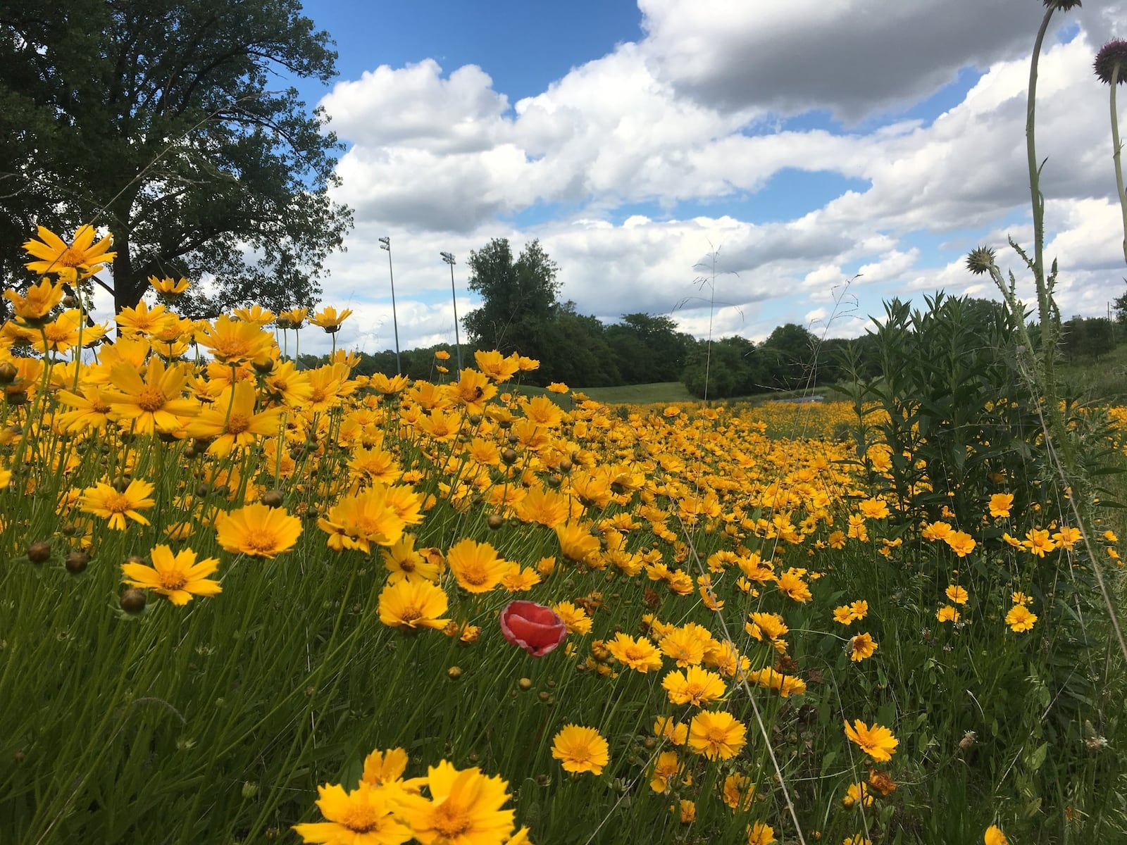 Buck Creek Nature Park’s wildflower walking trail is the perfect summer walk. BRAD BOYER/NATIONAL TRAIL PARKS AND RECREATION DISTRICT