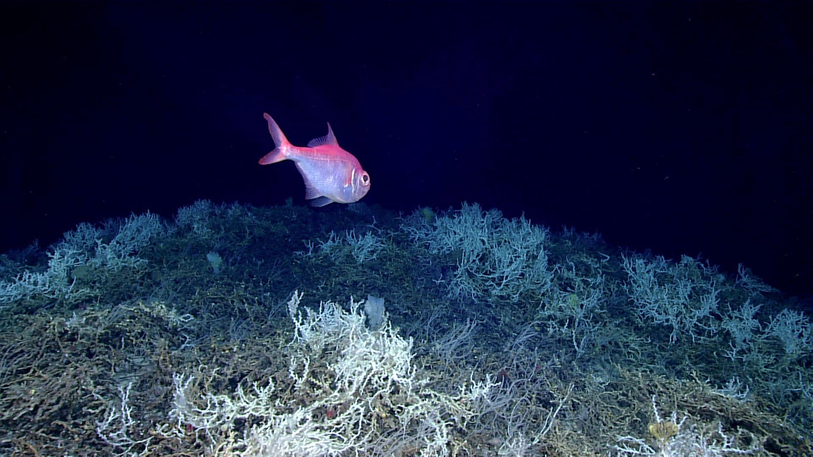 FILE - In this image provided by NOAA Ocean Exploration, an alfonsino fish swims above a thicket of Lophelia pertusa coral during a dive on a cold water coral mound in the center of the Blake Plateau, off the southeastern coast of the U.S., in June 2019. (NOAA Ocean Exploration via AP, File)