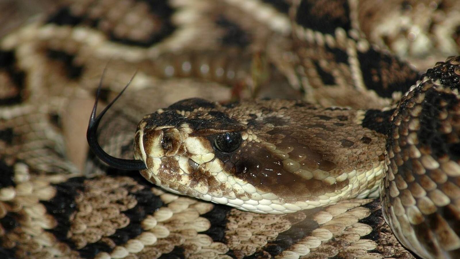 A Tennessee man had some anxious moments after he was bitten by a snake.