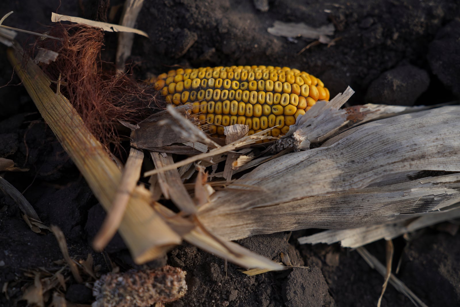 An ear of corn is left in the fields farmed by Julie and Randy Robinson in Worthington, Minn., on Monday Oct. 21, 2024. (AP Photo/Jessie Wardarski)