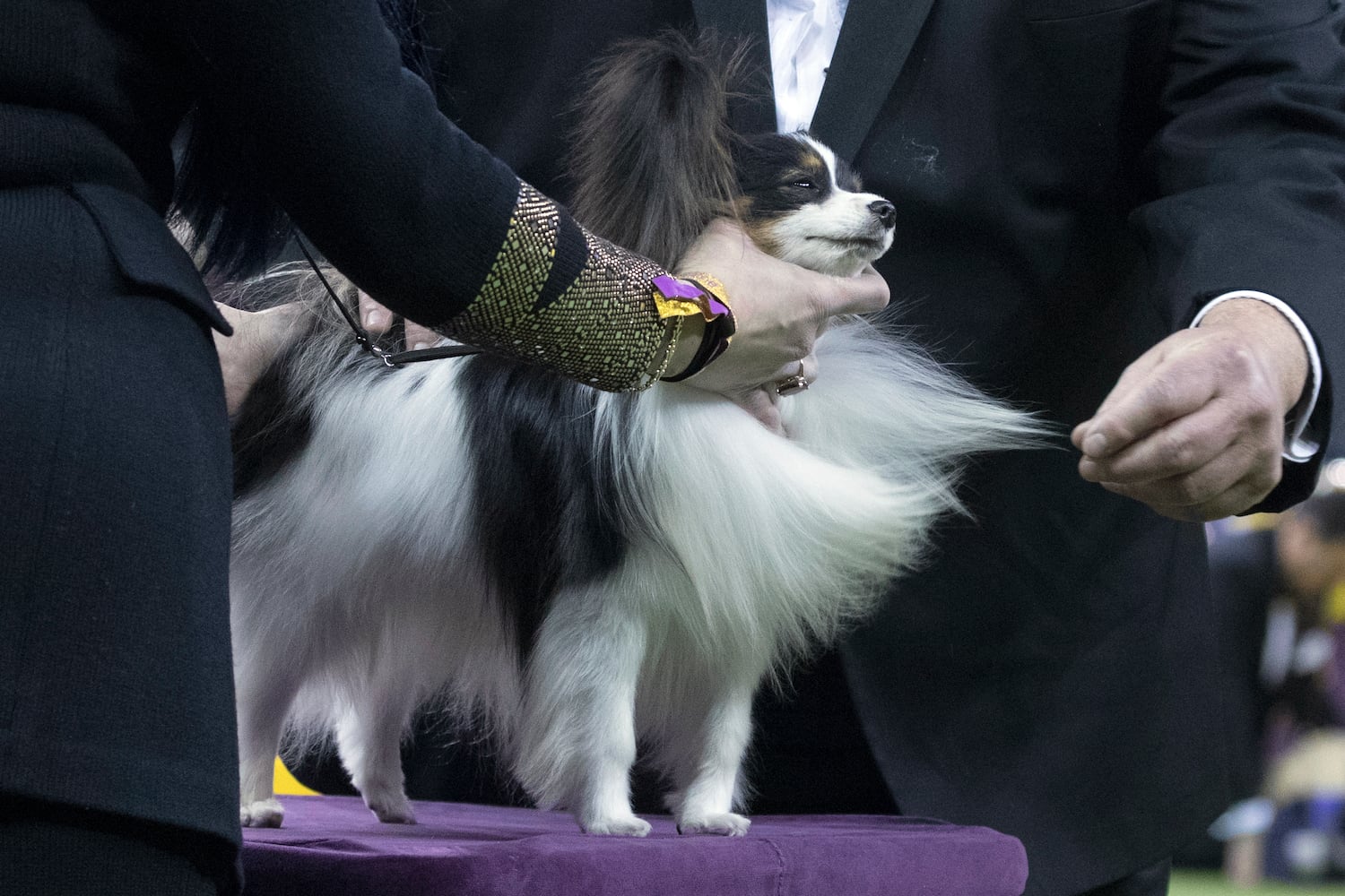 Photos: Westminster Dog Show 2018: Bichon frisé Flynn crowned best in show