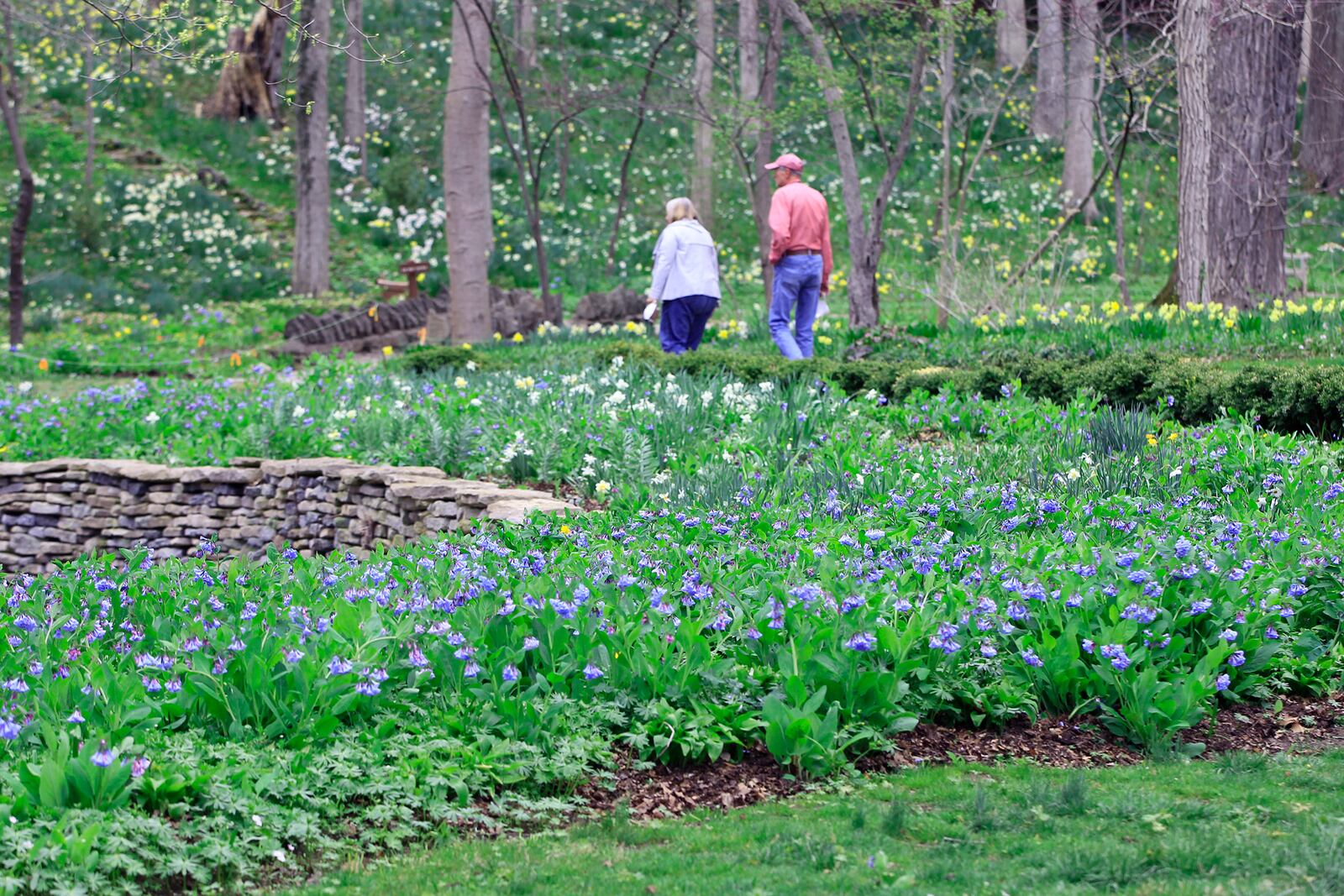 Tens of thousands of Virginia bluebells are bursting into bloom at Aullwood Garden MetroPark. The spring perennials are the progeny of 250 plants originally purchased by Marie and John Aull. Marie Aull was considered the godmother of environmental movement in southwestern Ohio, according to Five Rivers MetroParks. She donated her garden retreat in the late 1970s for the public to enjoy. The 35-acre park, 955 Aullwood Rd., flowers most of the seasons of the year. LISA POWELL / STAFF