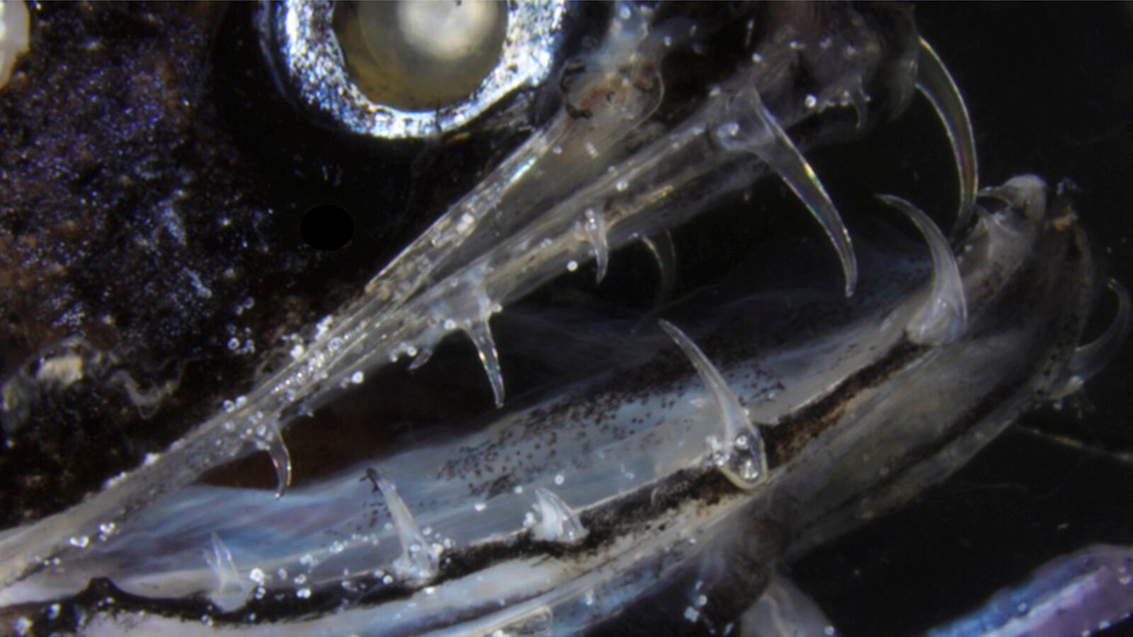 This March 2019 microscope photo shows a dragonfish and its teeth in the Deheyn Lab of the Scripps Institution of Oceanography in La Jolla, Calif. The deep-sea creature's teeth are transparent underwater - virtually invisible to prey. Scientists say it because of a nanostructure in the teeth that helps scatter light.