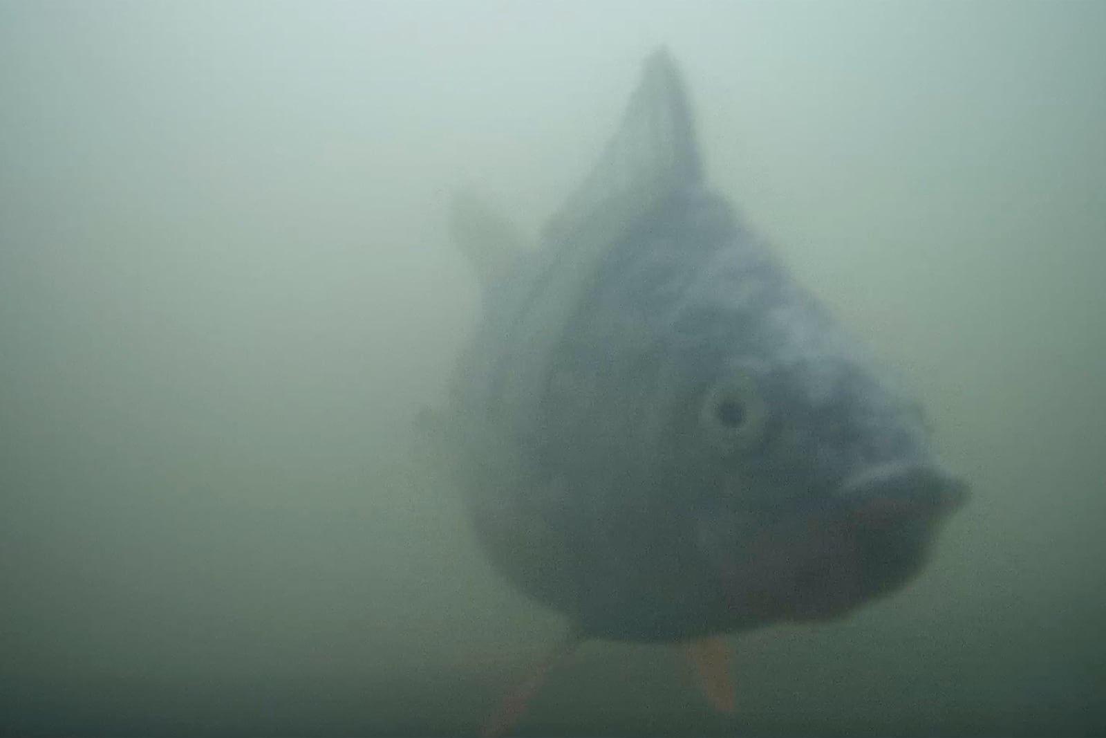 Undated photo of a bream fish at a river lock in the central Dutch city of Utrecht, Netherlands, where a "fish doorbell" was installed that lets viewers of an online livestream alert authorities to fish being held up as they make their springtime migration to shallow spawning grounds. (Visdeurbel via AP)