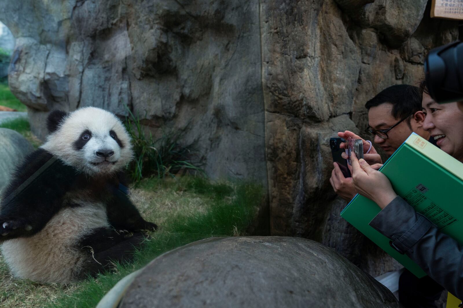 Hong Kong-born giant panda twin cubs make their debut appearance to media in Ocean Park during a greeting ceremony in Hong Kong, Saturday, Feb. 15, 2025. (AP Photo/Chan Long Hei)