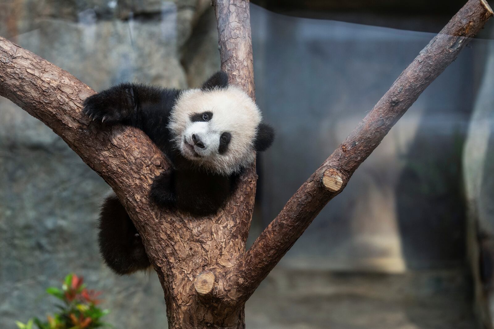 Hong Kong-born giant panda twin cubs make their debut appearance to media in Ocean Park during a greeting ceremony in Hong Kong, Saturday, Feb. 15, 2025. (AP Photo/Chan Long Hei)