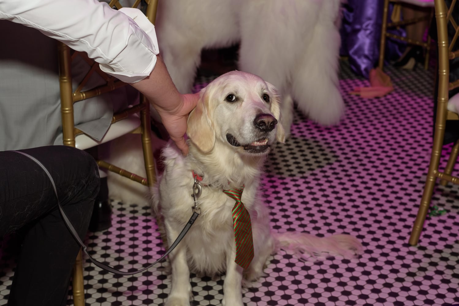 PHOTOS: 2024 Pet Afflaire Gala at the Dayton Arcade