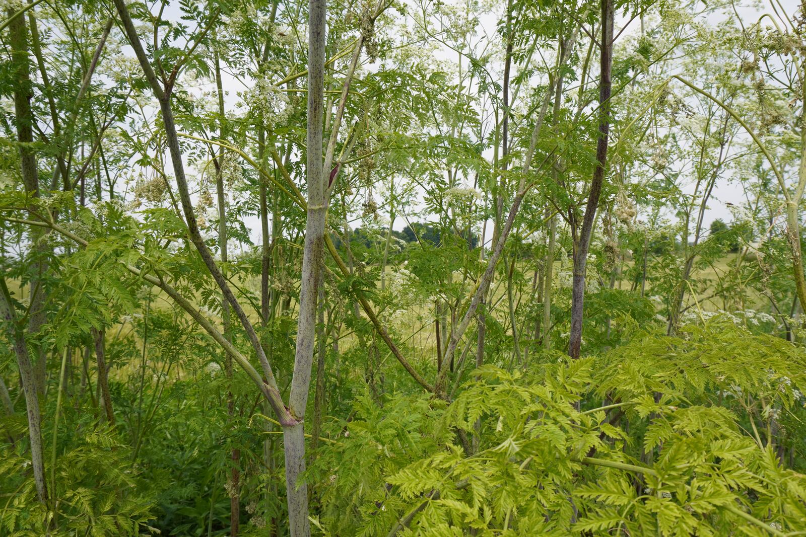 Poison hemlock and Queen Anne's lace are often mistaken for each other. Poison hemlock has purplish blotches on the stems, Queen Anne’s lace does not. CONTRIBUTED