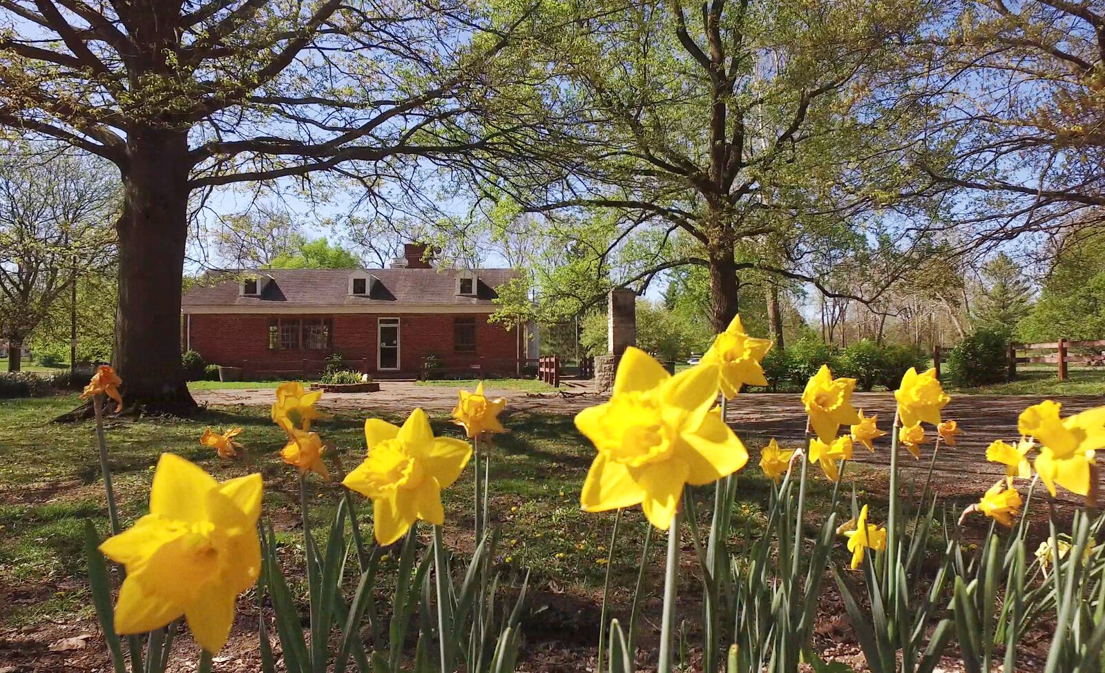 A river of daffodils planted by the Clark County Master Gardeners Club wraps around the former Snyder Park Golf Course Clubhouse.  Three years after the course closed, the National Trail Parks and Recreation District has transformed some of the former course.    TY GREENLEES / STAFF