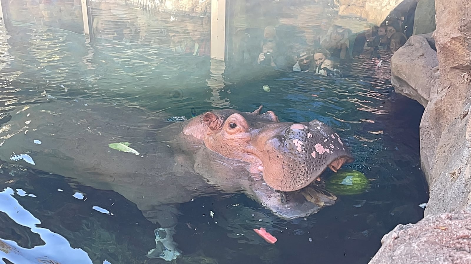 The hippo Fiona at the Cincinnati Zoo is seen snacking on a watermelon. An image of Fiona will appear on a T-shirt that says "Save the Melons" in honor of Breast Cancer Awareness month. TRIHEALTH/CONTRIBUTED