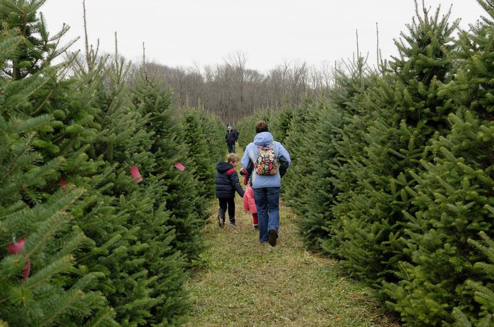 Customers at John T. Nieman Nursery in Hamilton walk down a row of Canaan Fir trees. The Caanan Fir is one of the most popular Christmas tree varieties. CONTRIBUTED