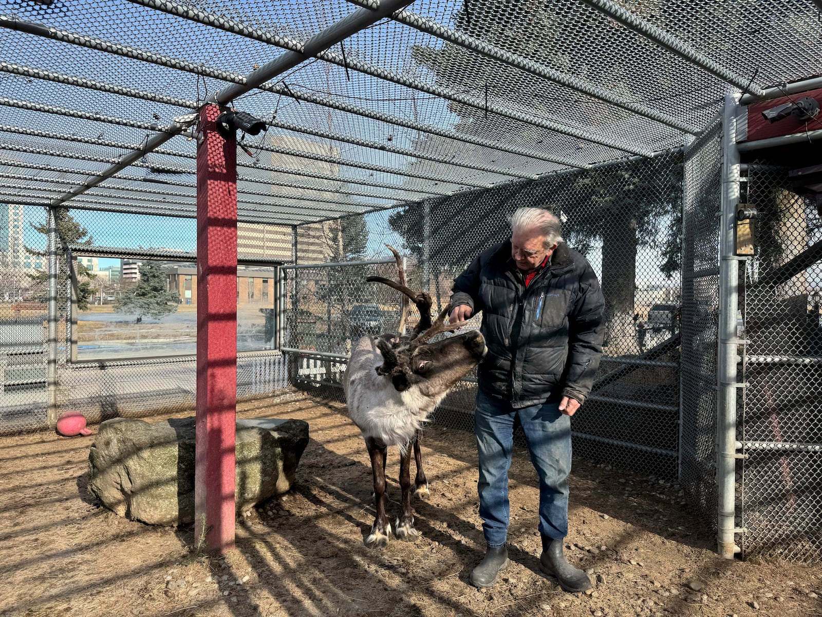 Albert Whitehead spends time with Star, his pet reindeer, in his pen with downtown Anchorage, Alaska, in the background on March 11, 2025. (AP Photo/Mark Thiessen)