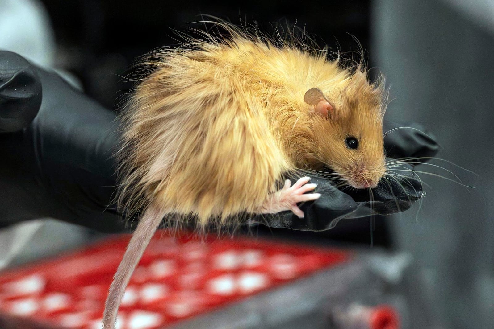 In this Feb 2025 photo provided by Colossal Biosciences a genetically edited mouse with long, thick, woolly hair at a lab in Dallas, Texas. (Colossal Biosciences via AP)