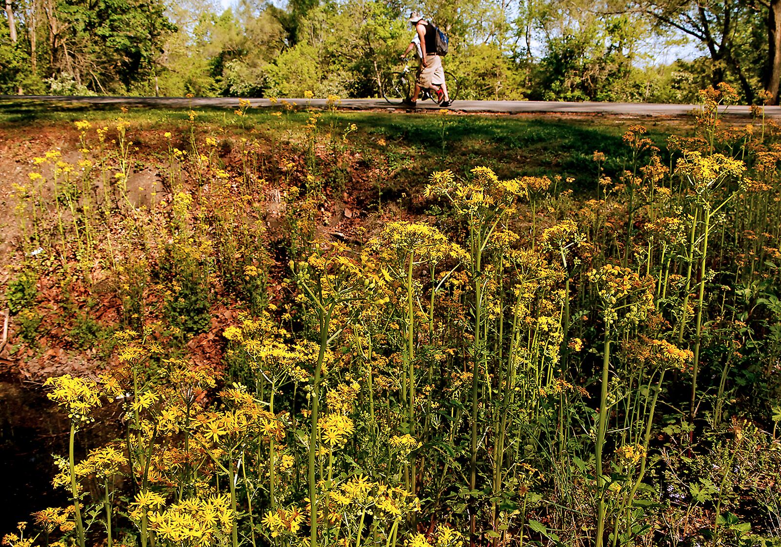 A man walks past a patch yellow wild yellow daisies blooming around one of the ponds in Snyder Park Thursday, May 2, 2024. BILL LACKEY/STAFF