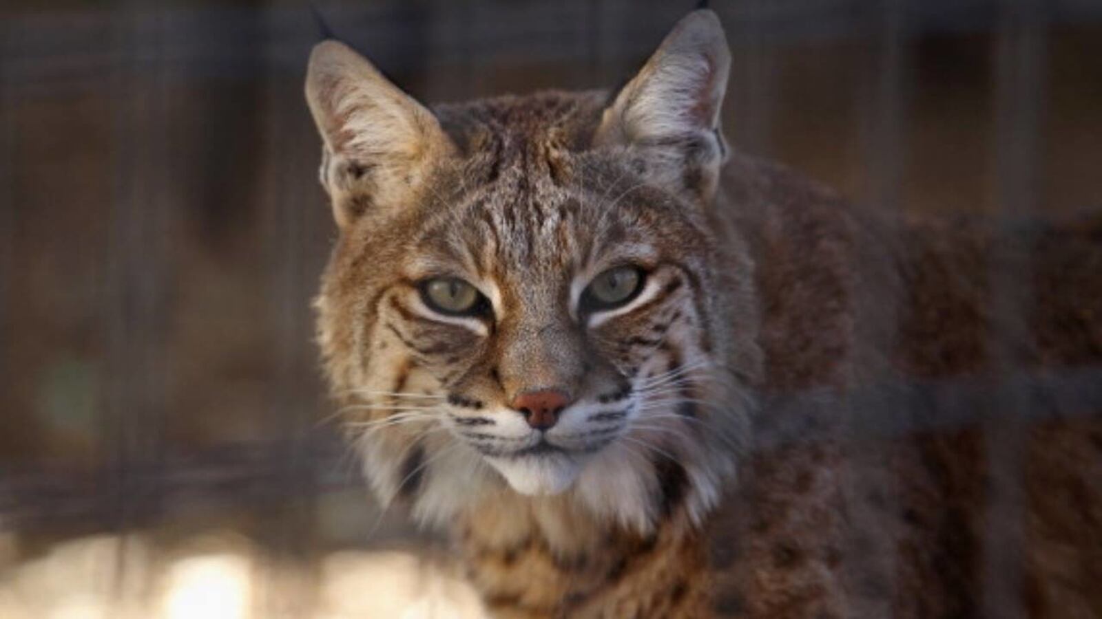 A bobcat missing for nearly a week after being let out of its enclosure has returned to its Tennessee nature camp.