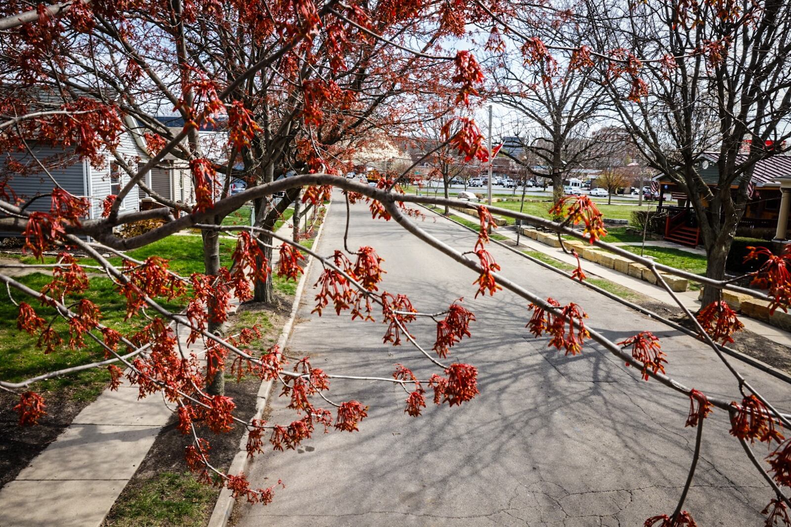 Trees are blooming near downtown Dayton Monday March 25, 2024. JIM NOELKER/STAFF