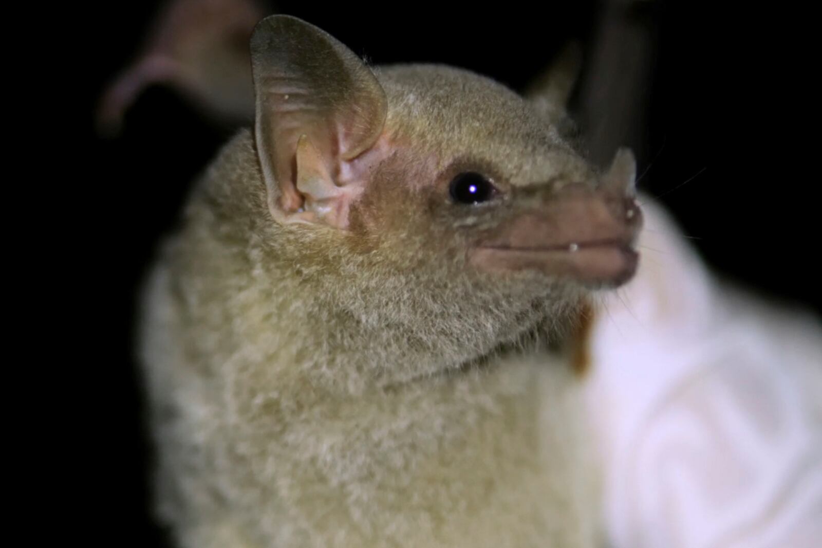 A Mexican long-nosed bat (Leptonycteris nivalis) is seen in Nuevo León, Mexico, in July 2022. (Chris Galloway/Horizonline Pictures/Bat Conservation International via AP)