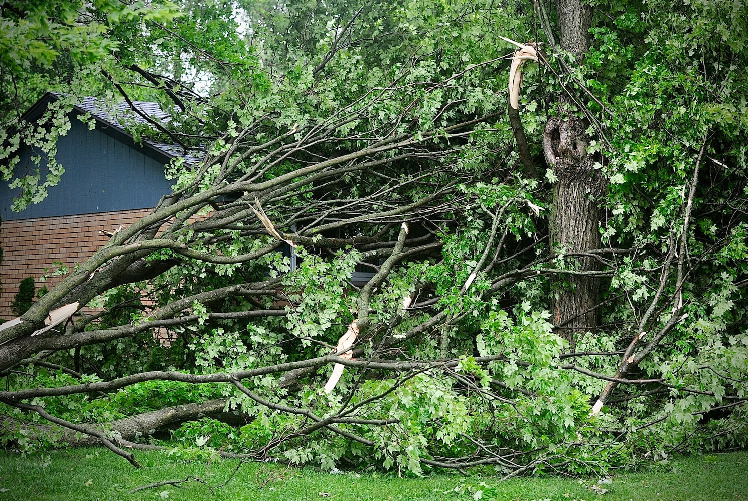 Springfield storm damage