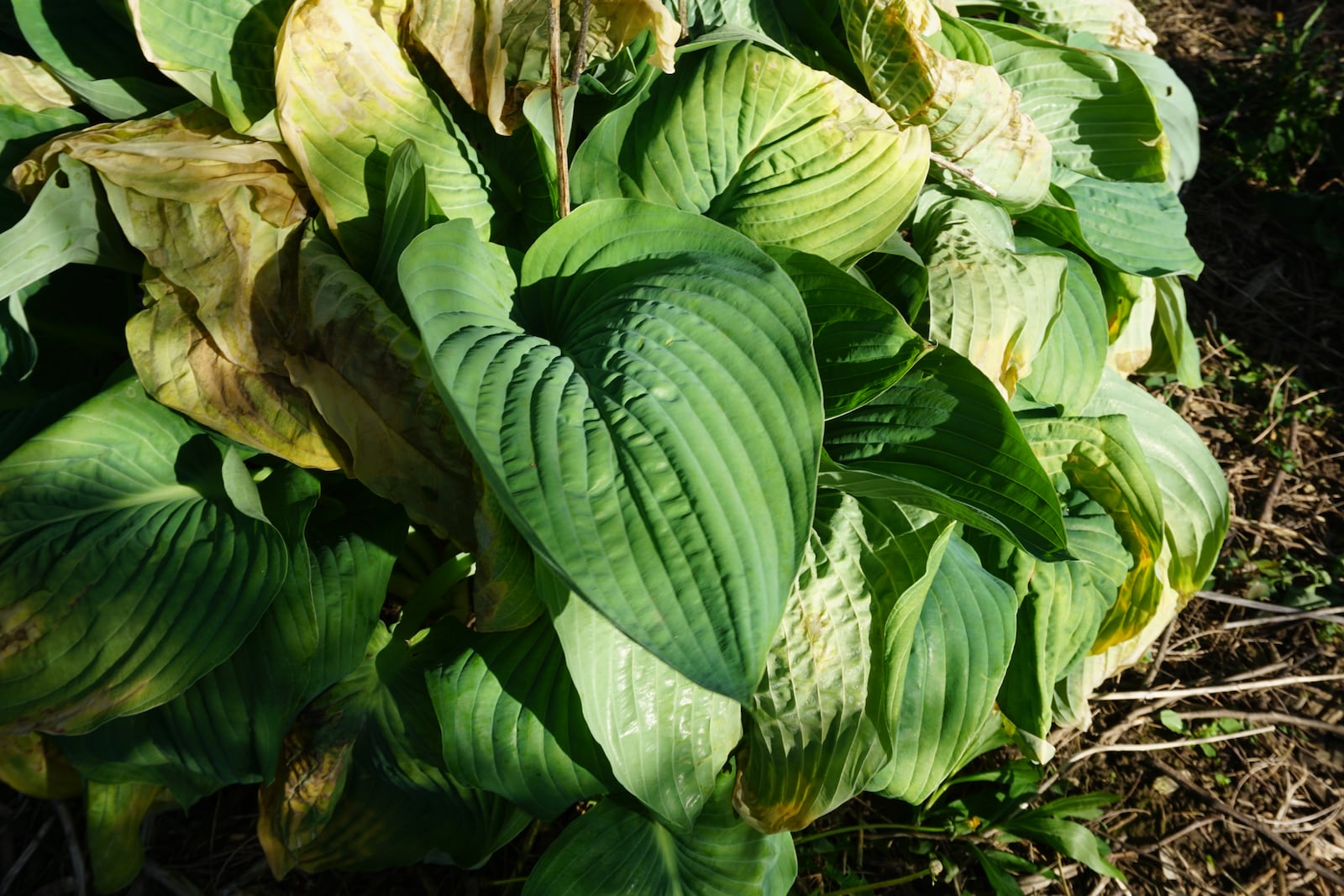 Hosta Empress Wu foliage damaged by freezing temperatures; remove all damaged leaves from the plant in order to for new growth to fill in the gaps.