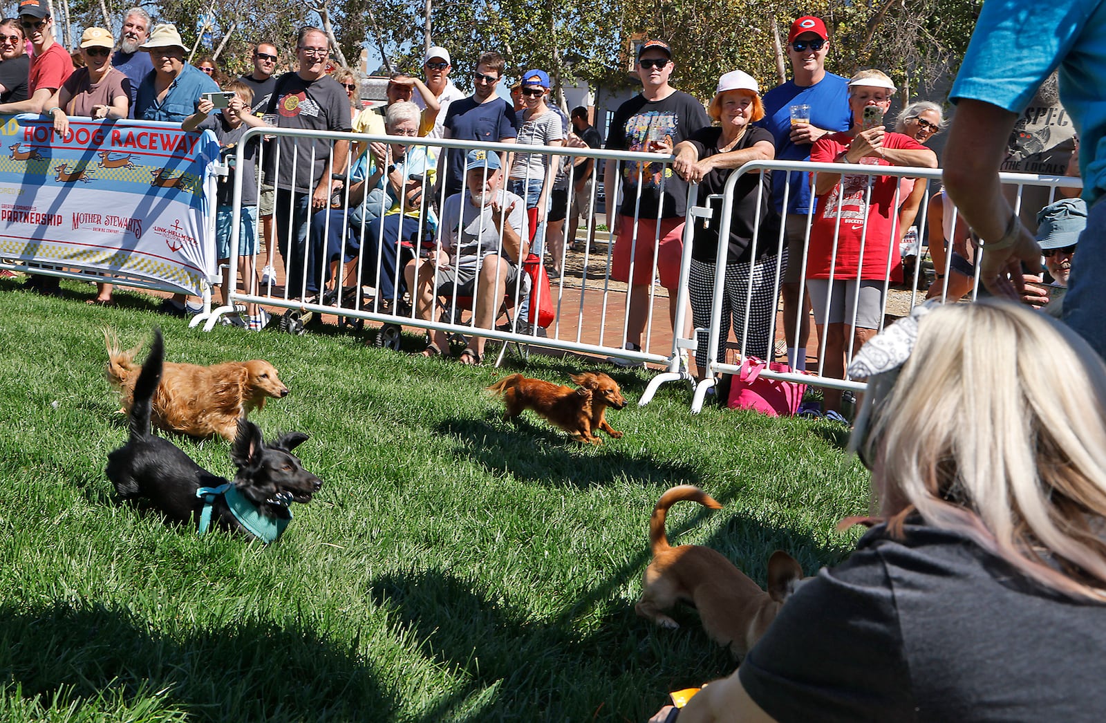 Competitors race for the gold during  the Wiener Dog Races Saturday, Sept. 21, 2024 during Mustard Fest at National Road Commons Park. BILL LACKEY/STAFF