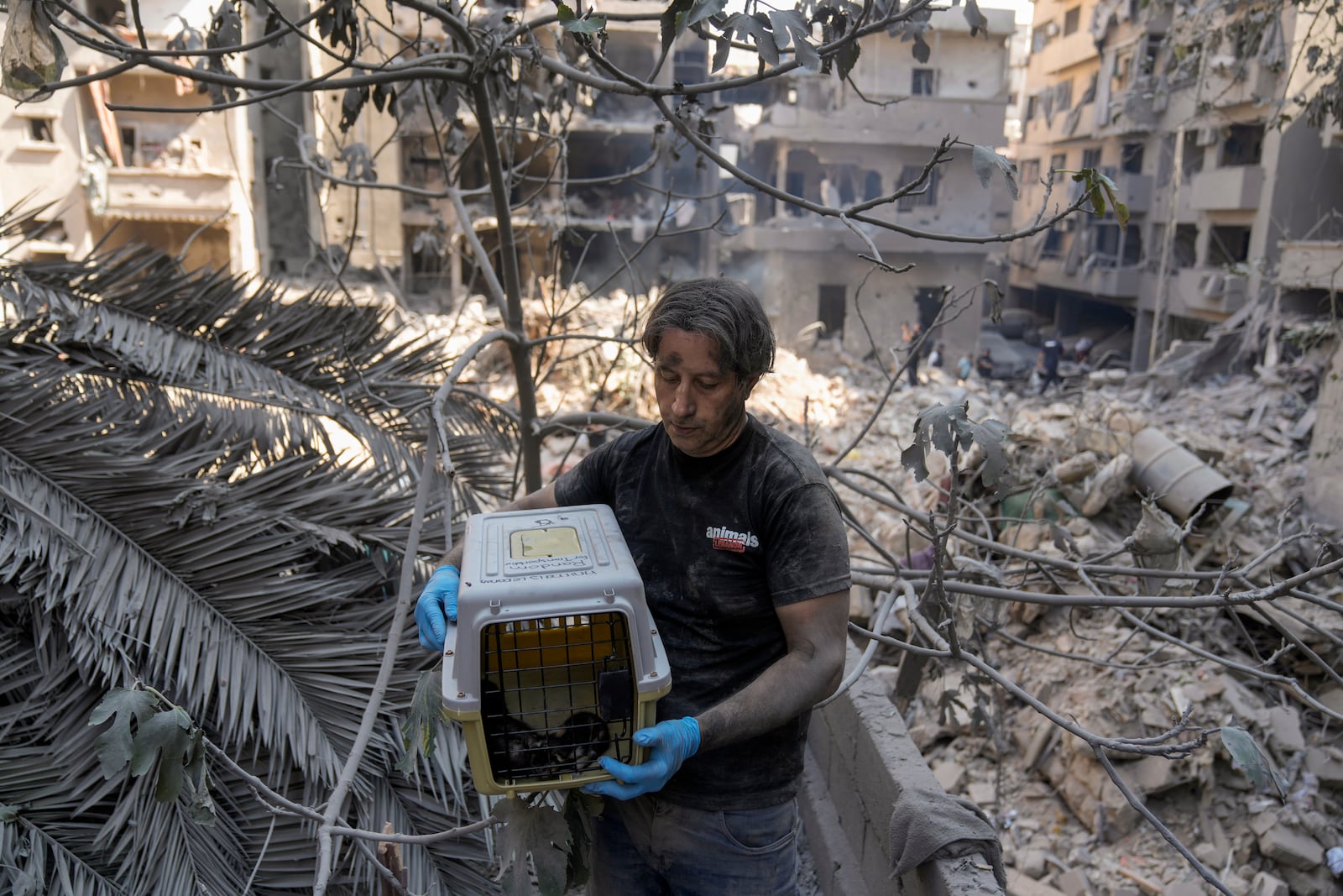 Kamal Khatib, a volunteer with the Animals Lebanon rescue group, carries a cage with kittens after rescuing them from debris of destroyed buildings at the site of Thursday's Israeli airstrike, in Beirut, Lebanon, Friday, Oct. 11, 2024. (AP Photo/Bilal Hussein)