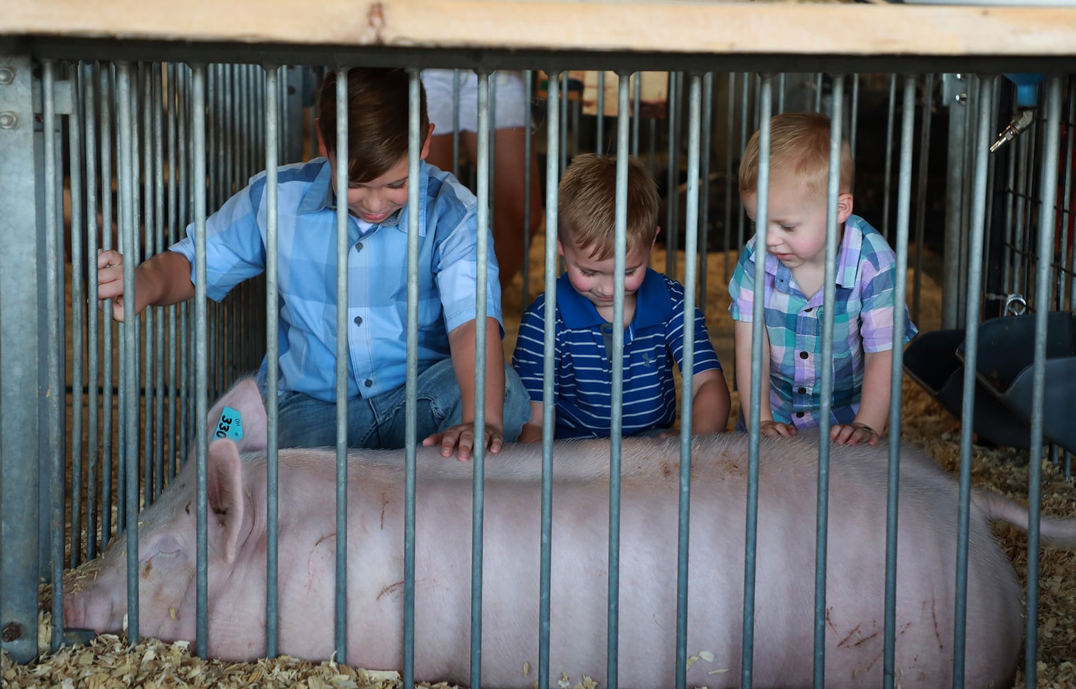 PHOTOS: Sunday at the Champaign County Fair