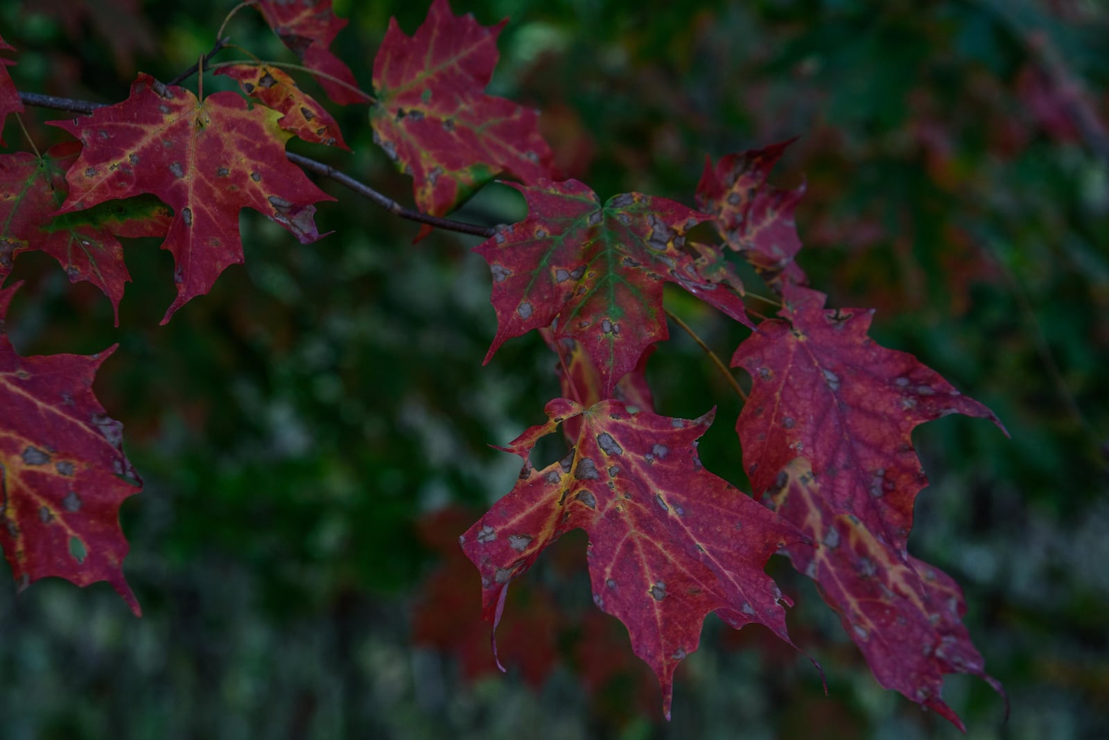 Here's a Fall 2020 look at Huffman MetroPark on the hiking trails around Huffman Lake & Dam. Due to COVID-19, safe social distancing (6 feet apart) is recommended at all times. For more information, visit metroparks.org. TOM GILLIAM / CONTRIBUTING PHOTOGRAPHER