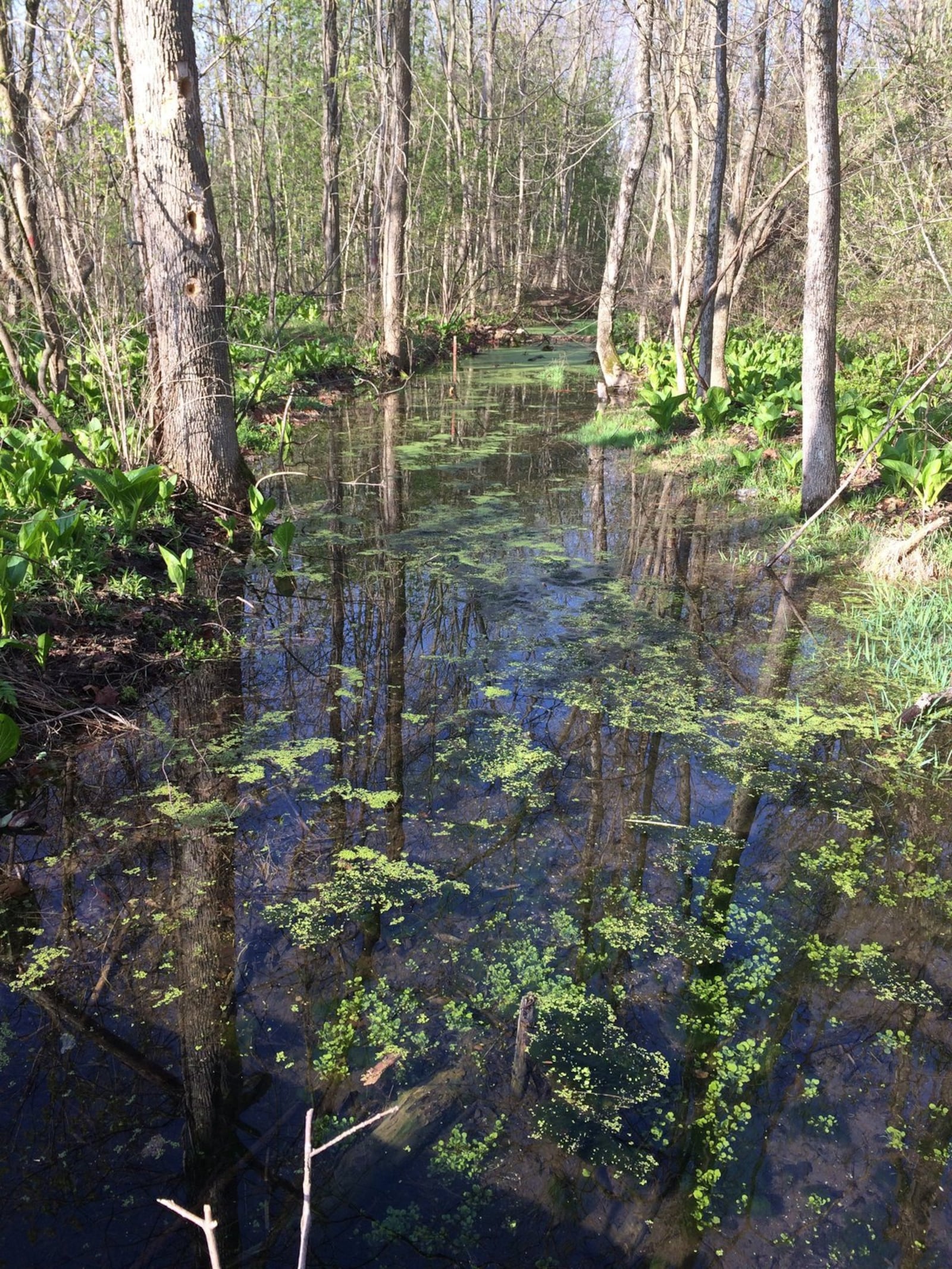 Estel Wenrick Wetlands is home to a variety of wildlife including a beaver and blue heron. Source: Photo courtesy of Carol Kennard/Clark County Park District.