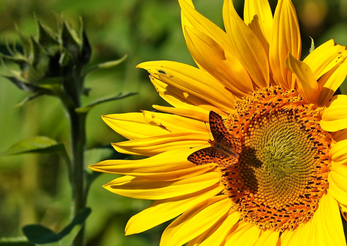 Sunflowers Field SNS