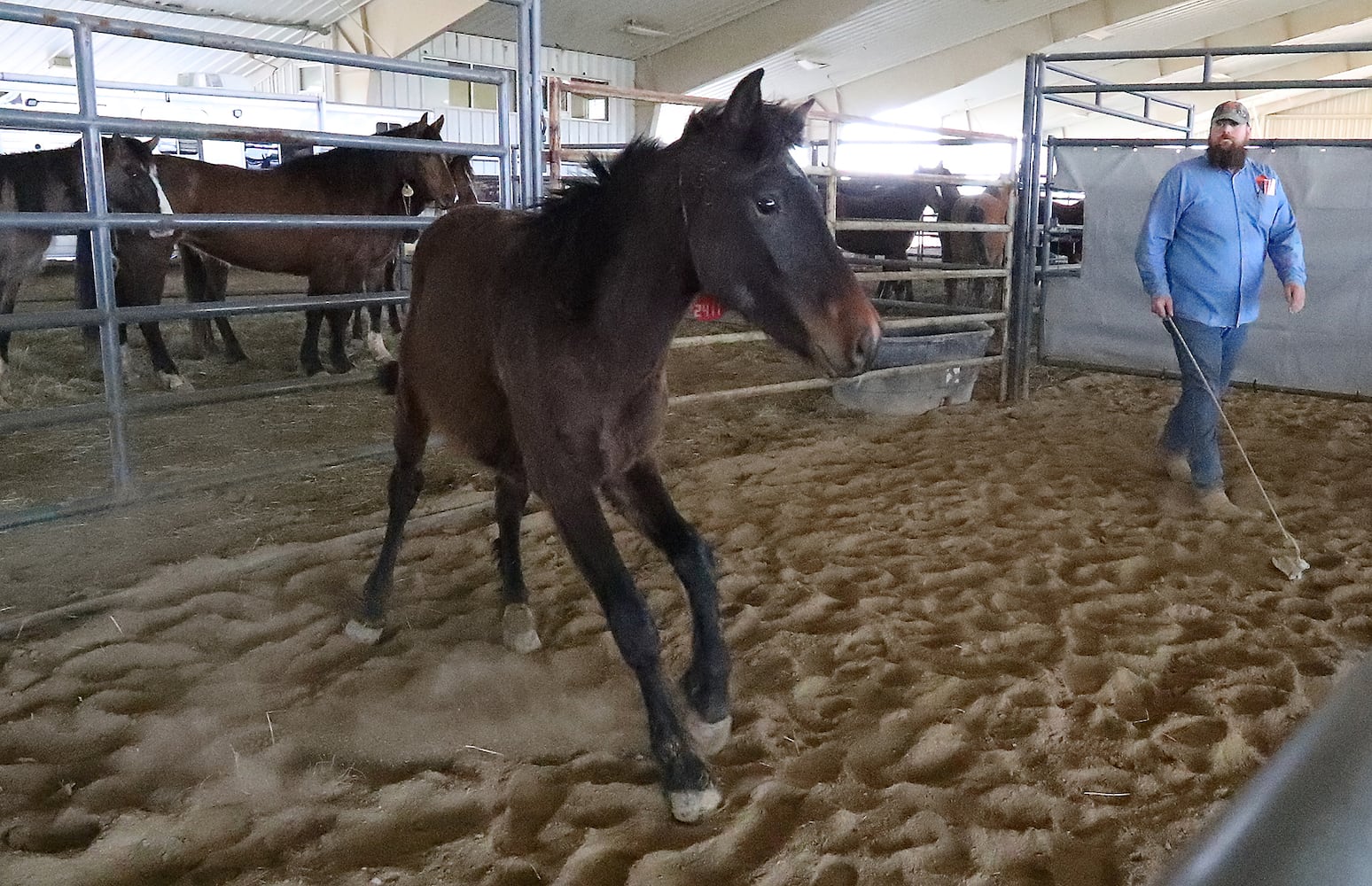 PHOTOS:  Wild Horse and Burro Adoption