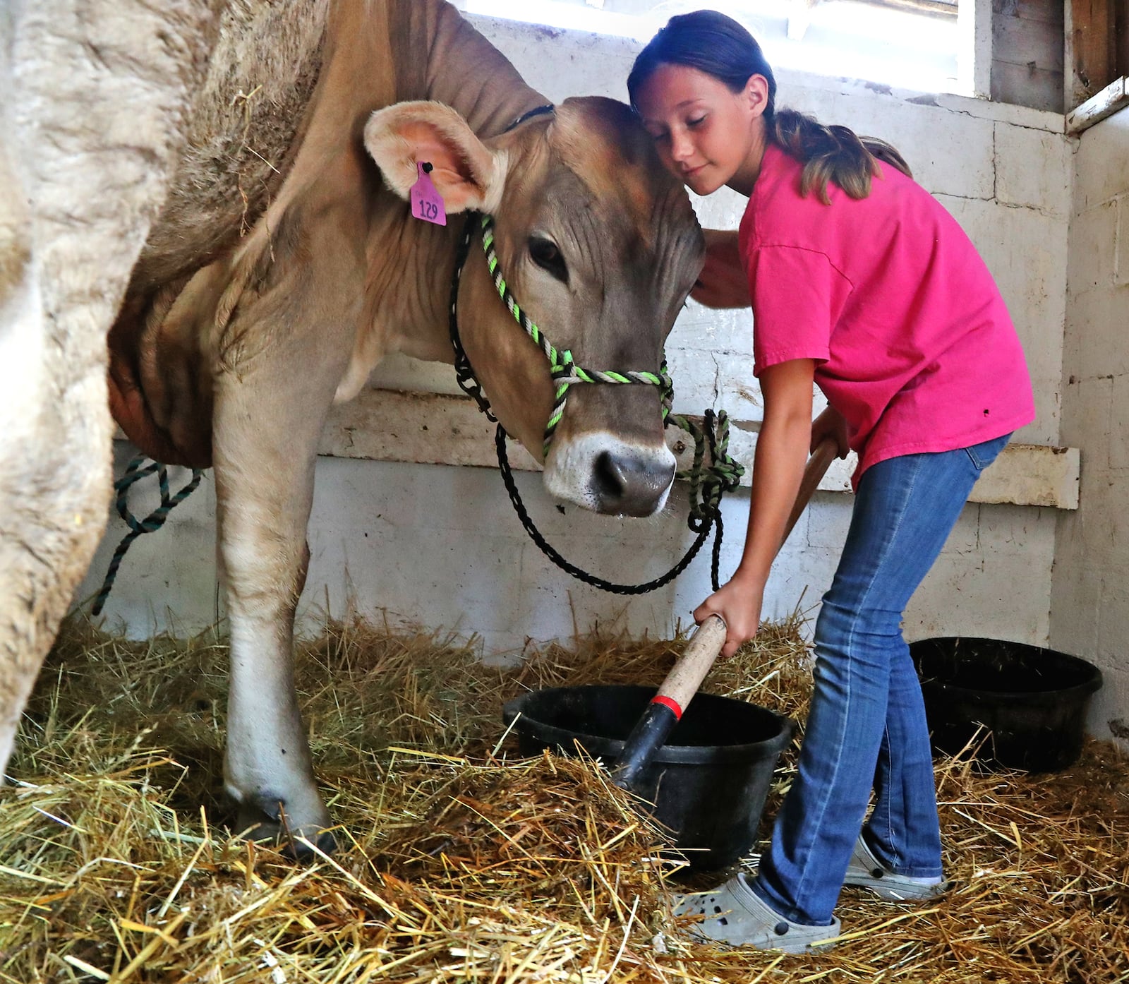 Payton Massie cleans the stall of her dairy stear Thursday, August 11, 2022 at the Champaign County Fair. BILL LACKEY/STAFF