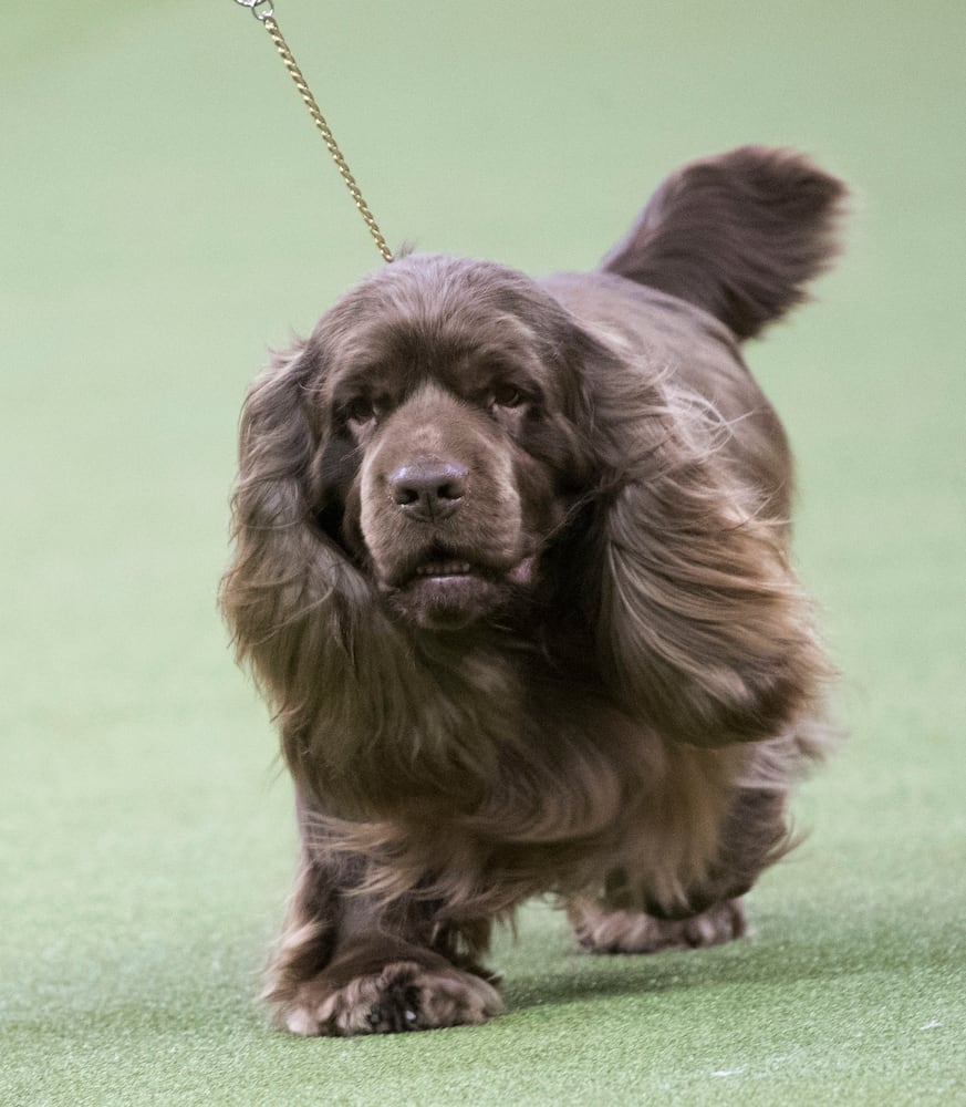 Photos: Westminster Dog Show 2018: Bichon frisé Flynn crowned best in show