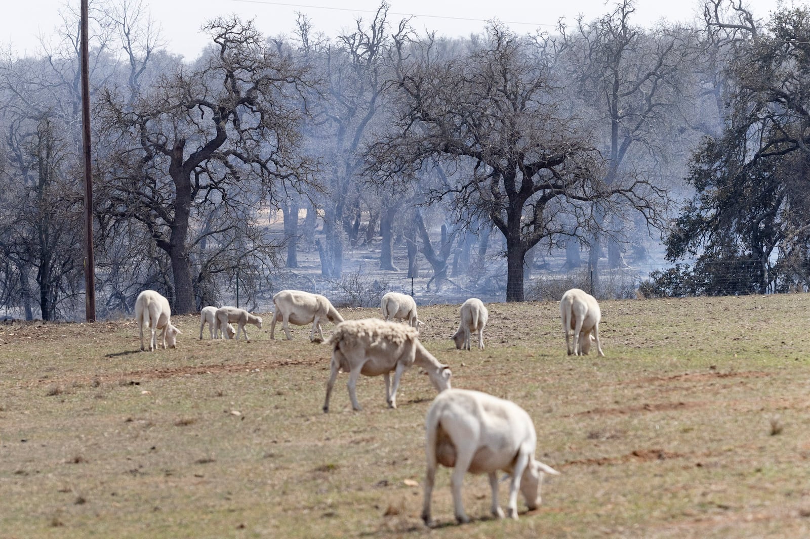 Sheep graze in view of smoking hotspots of the Crabapple Fire near Fredericksburg, Texas, Monday, March 17, 2025. (Josie Norris/The San Antonio Express-News via AP)