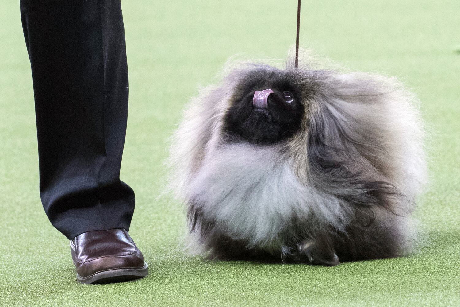 Photos: Westminster Dog Show 2018: Bichon frisé Flynn crowned best in show