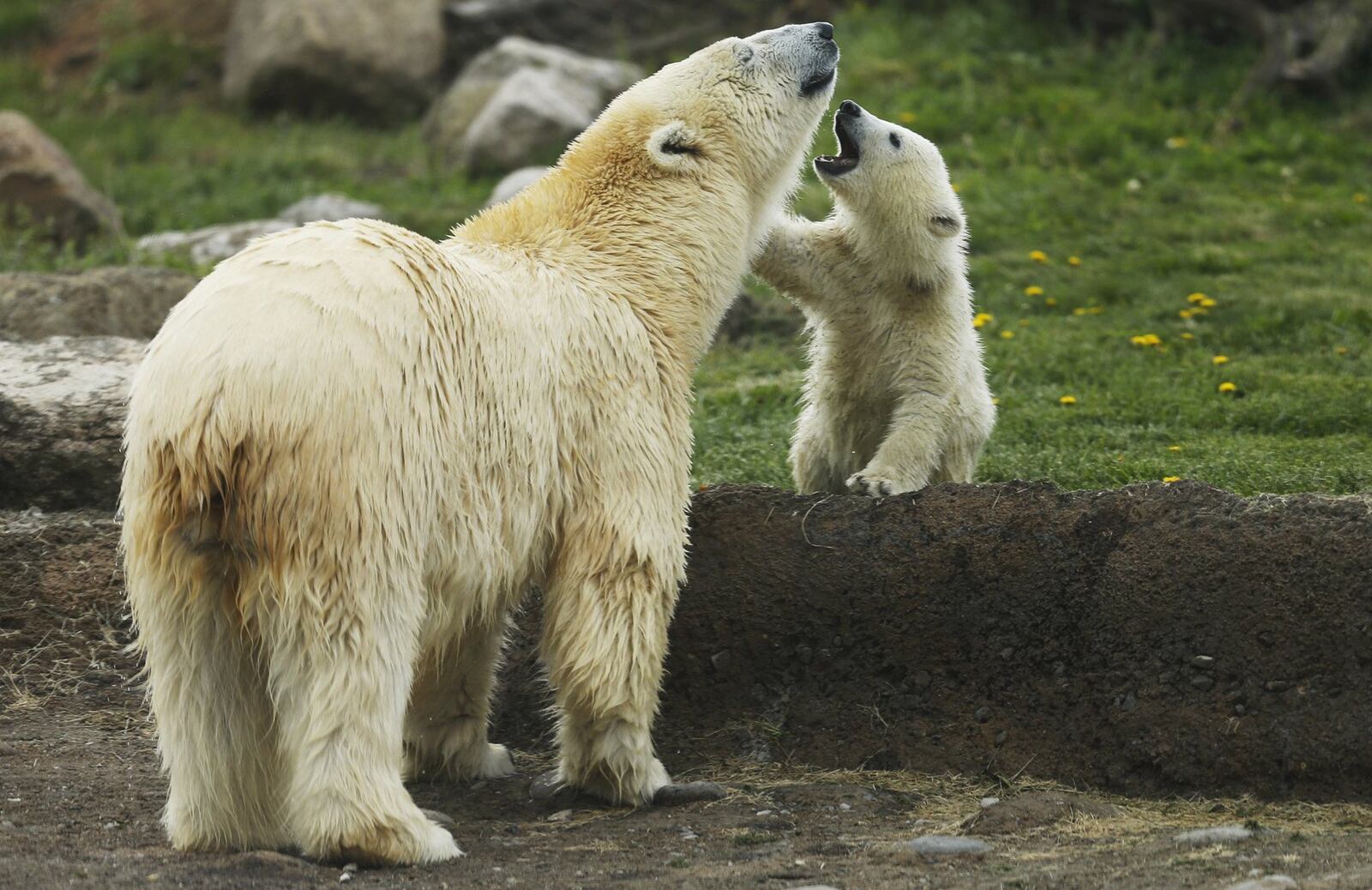 A polar bear cub and her mother in their habitat at the Columbus Zoo and Aquarium in Powell, Ohio. The Columbus Zoo and Aquarium looked to the public for help in naming Anana’s female cub born Nov. 8. Amelia Gray emerged as the winner in the worldwide contest. BROOKE LAVALLEY/THE COLUMBUS DISPATCH